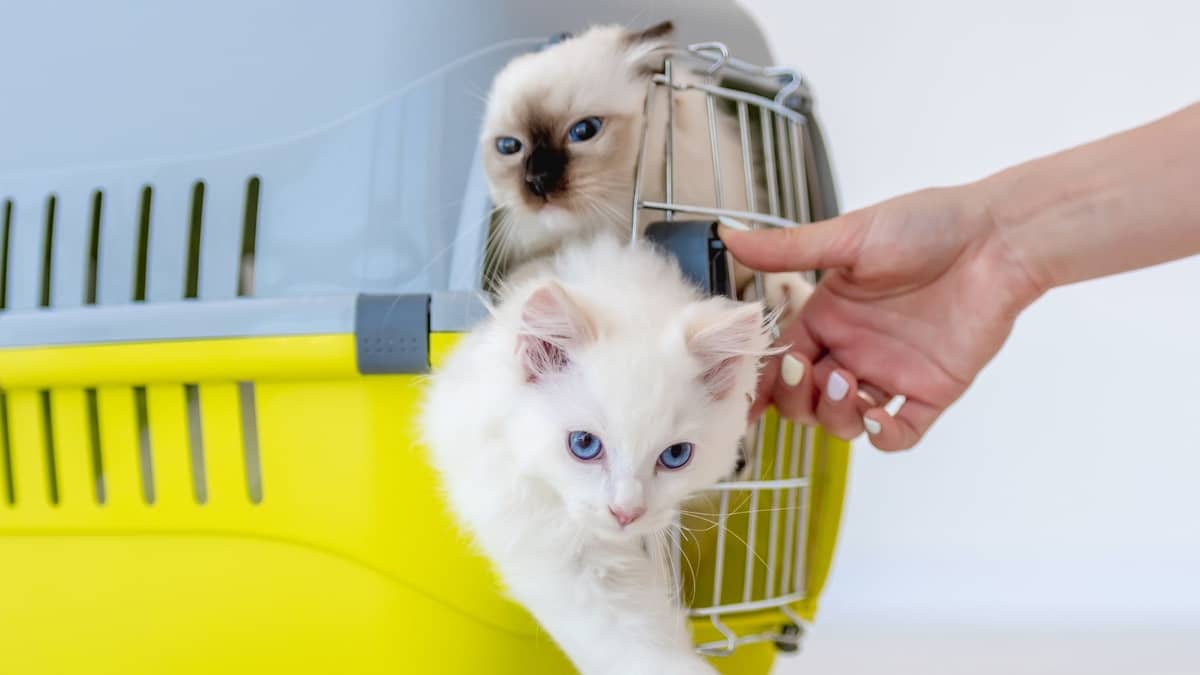 5 Facts You Need To Know Before Buying A Ragdoll Cat