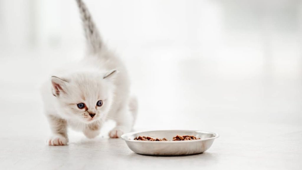 Best Cat Food For Ragdoll Kittens Ragdoll Care