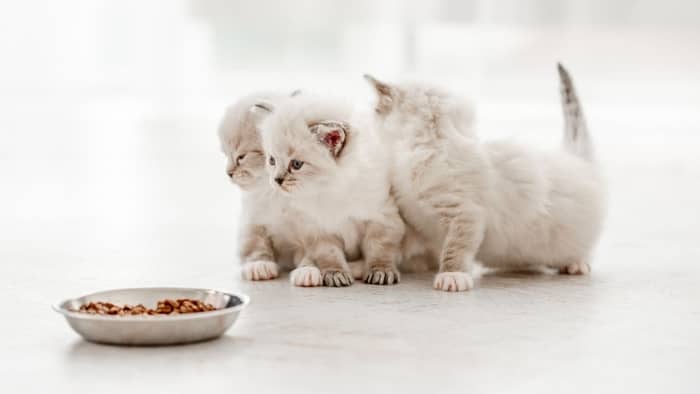 Diet For Ragdoll Kittens