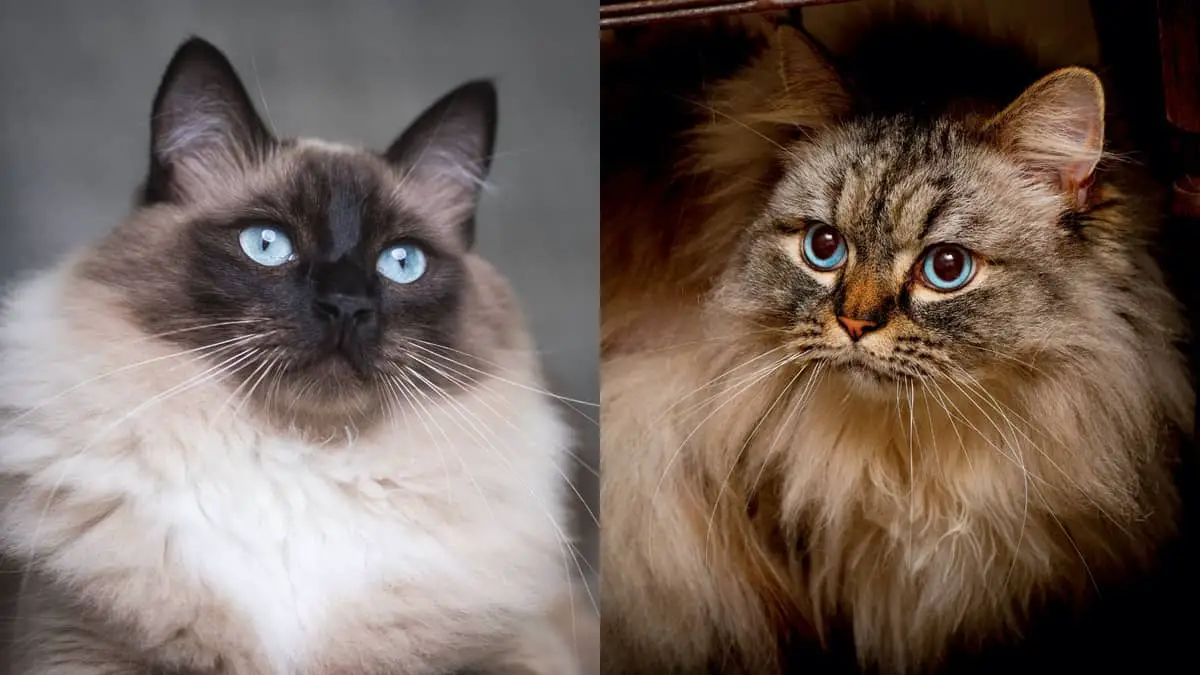 The Difference Between Ragdoll and Ragamuffin Cats