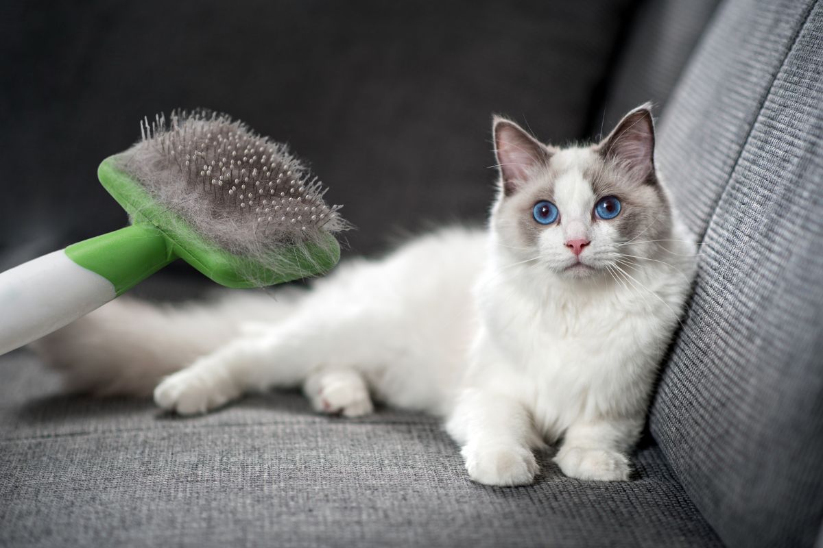 Best Brushes For Ragdoll Cats Revealed
