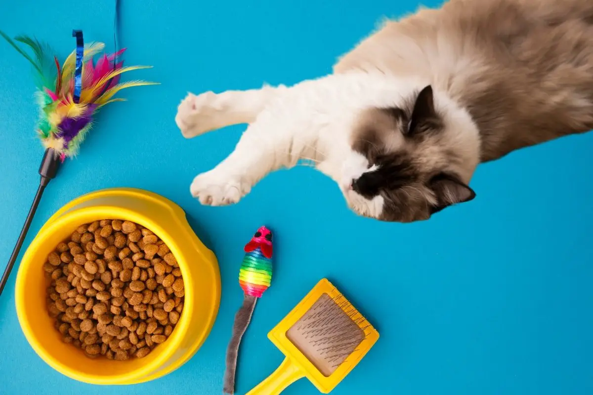 Best Toys For Ragdoll Cats Revealed