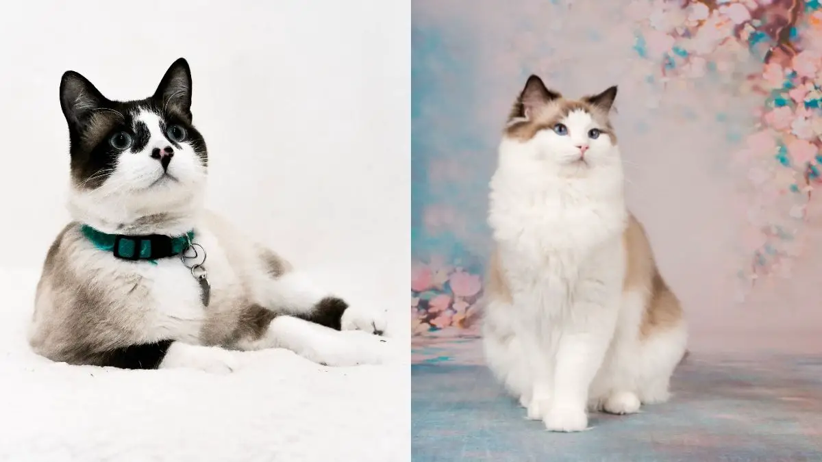 Differences Between Snowshoe Cat vs Ragdoll