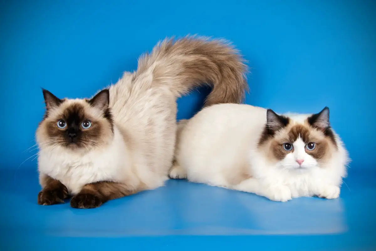 Do Ragdoll Cats Change Colors - Incredible Ragdoll Color Facts Revealed