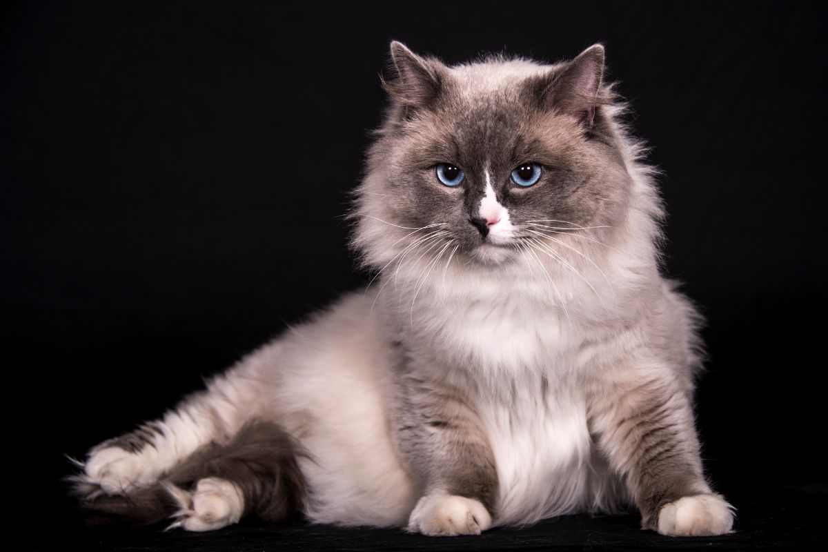 Ragdoll Siamese Cat Personality Explained