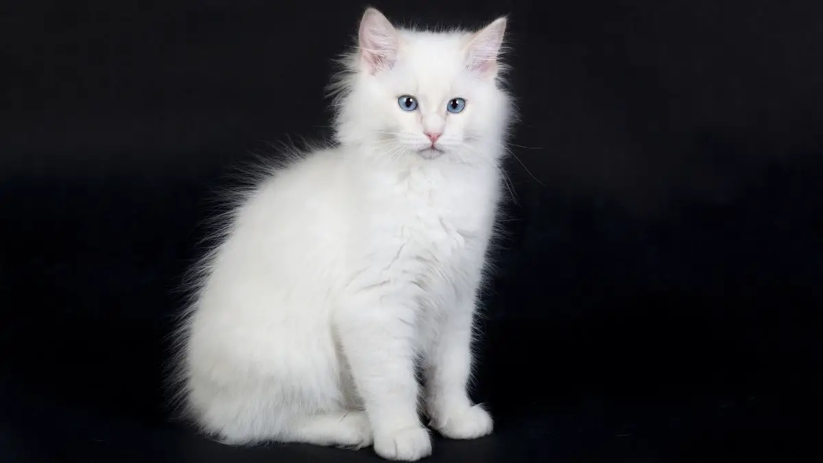3 Interesting Facts About A Pure White Ragdoll Cat