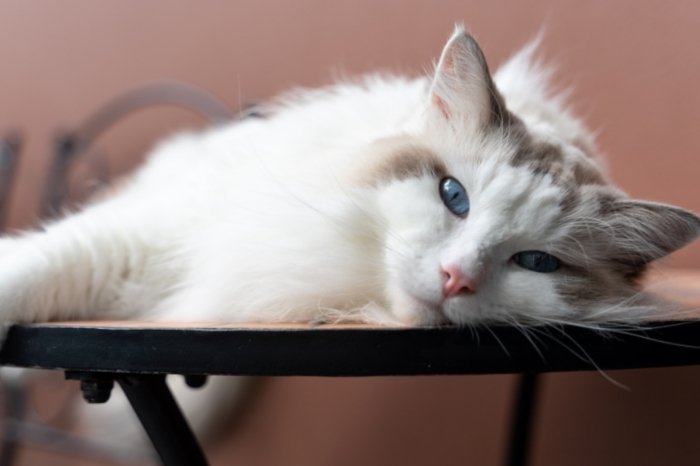 What Is A Ragdoll Cat