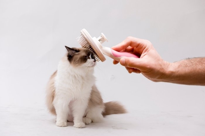 Why Do Ragdoll Cats Need Grooming