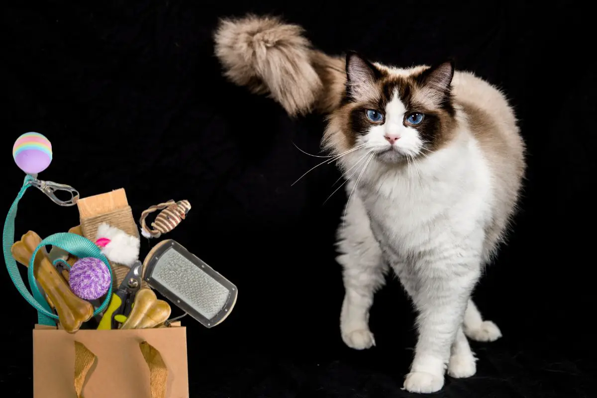 How To Groom A Ragdoll Cat - Top Tips Revealed!