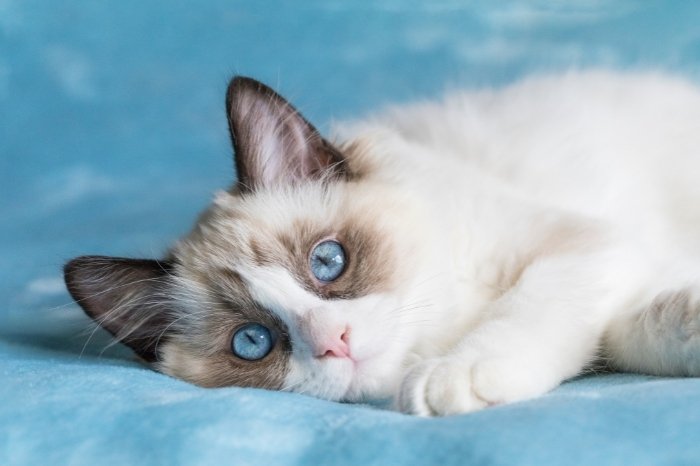 What Is A Bicolor Ragdoll Cat