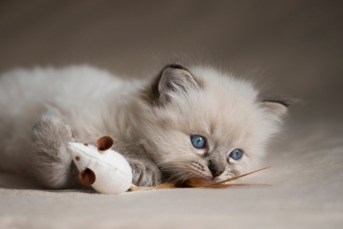 23 Perfect Names For Ragdoll Kittens