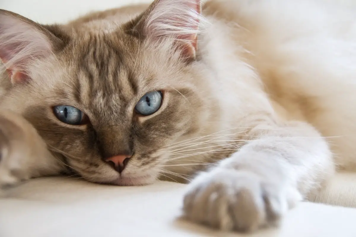 How To Choose The Best Male Ragdoll Cat For Breeding