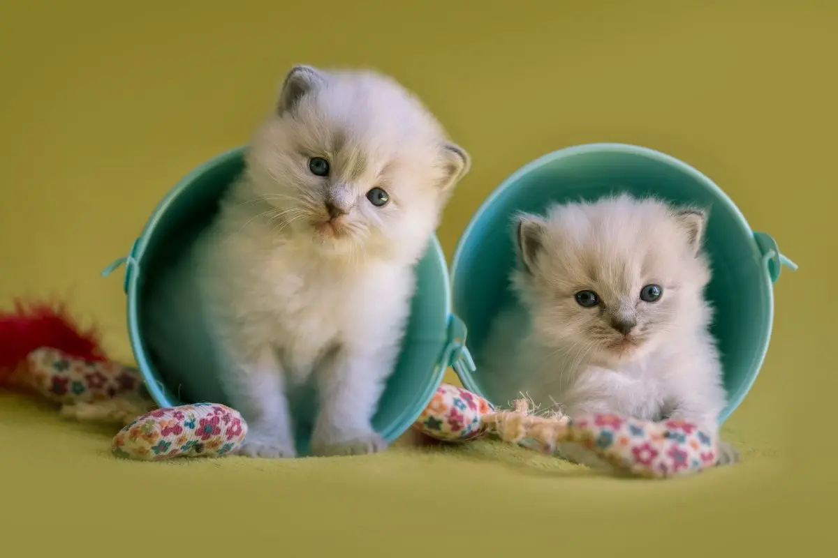 Teacup Ragdoll Cat Price And Characteristics Explained