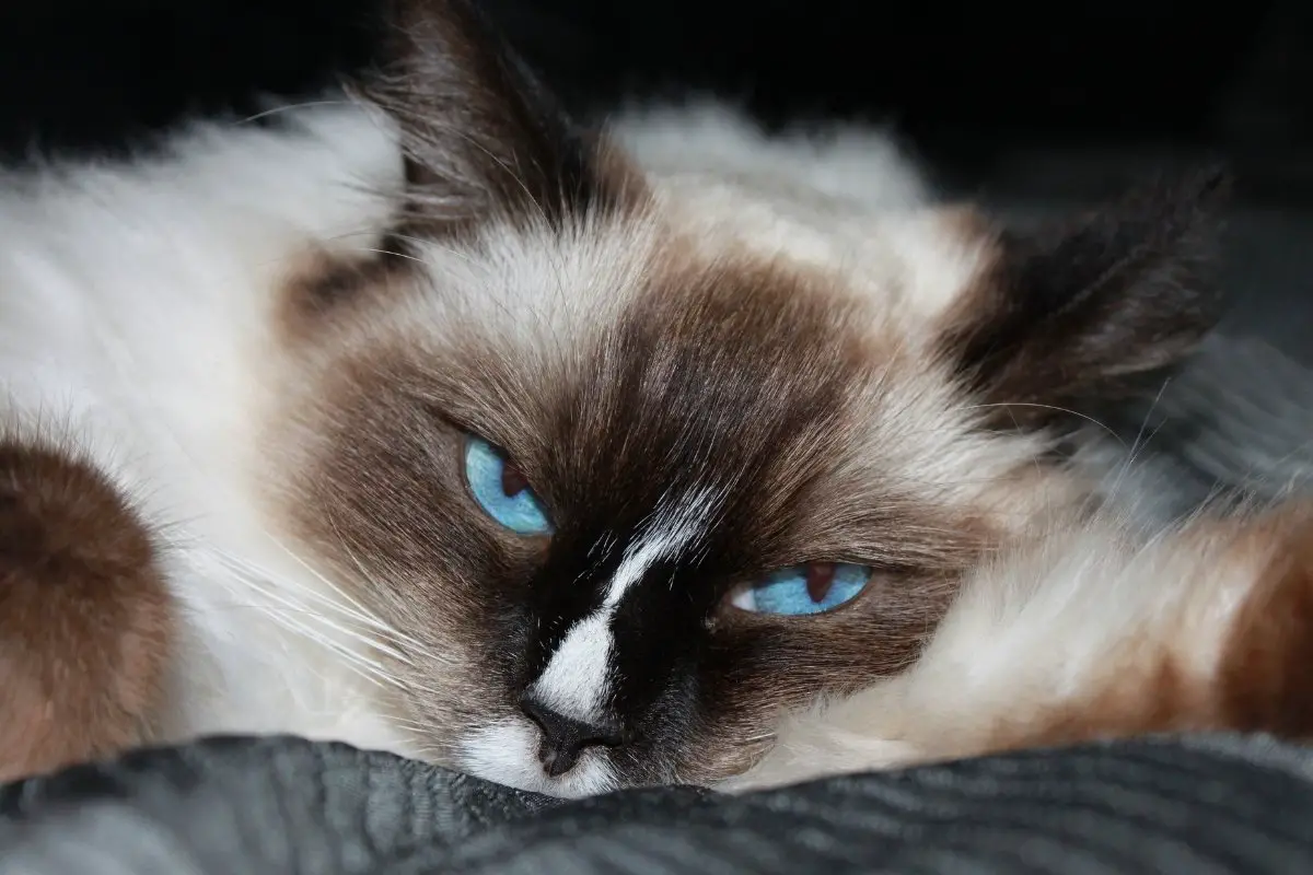 Ultimate Ragdoll Long Haired Cat Breeds Revealed