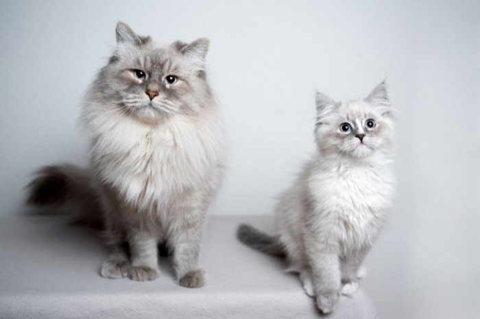 What Are Ragdoll Long Haired Cat Breeds