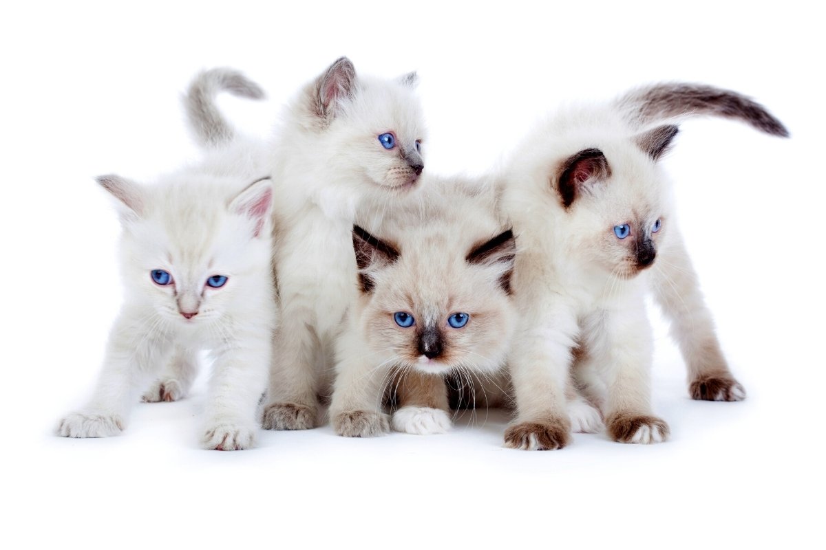 What Are The Different Types Of Ragdoll Cats