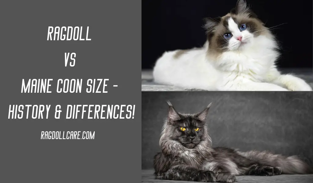 Ragdoll vs Maine Coon Size - Differences and Characteristics